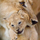 Kartë urimi BBC Lioness and Cub, katrore, me zarf