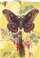 Kartolinë Madame Treacle Butterfly B6, me tag dhurate, me zarf, shumëngjyrëshe