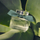 Parfum Chloe Rose Naturelle Intense për goca, Eau de Parfum, 30ml