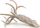 Figurinë CollectA Belemnite 88904, seri edukative, shumëngjyrëshe