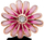 Aksesor për byzylyk Pandora Pink Daisy 788775C01, rozë