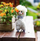 Lodër pelushi INNOGIO Alpaca Soft, 30 cm, gri