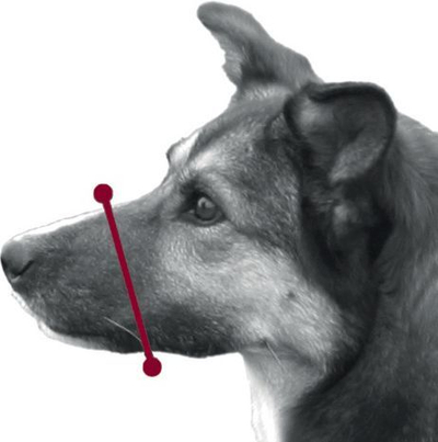 Маска за куче Muzzle, црна