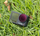 Set filtrash gri polarizues për kamera DJI Osmo Action 4, ND8 ND16 ND32 ND64