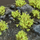 Dekor për baza Gamer's Grass Green Shrubs, shkurre modelimi, me gjelbër të fortë