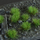 Tufë bari dekorative Gamers Grass Strong Green, 6 mm, jeshile të forta