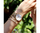 Orë dore Prim Klasik Slim Medium - C