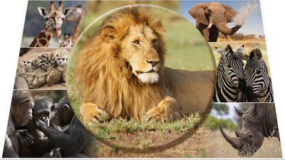 Tapet tavoline HERMA 19676 Animals Africa, 55 x 35 cm, i dyanshëm, shumëngjyrësh