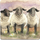 Magnet dekorativ Teka FM113 3 Sheep, për frigorifer, me shumë ngjyra