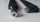 Antena LTE Cisco LTE-ANTM-SMA-D, SMA, 698–2690 MHz, e zezë