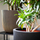 Vazo Capi Europe Planter Ball Groove NL, 43x41cm, plastike e lehtë, e zezë