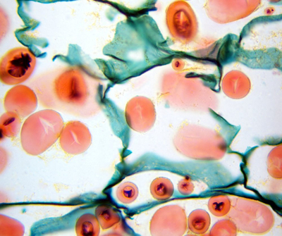 Mikroskop Delta Optical Genetic Bino, binokullare, me dritë të brendshme, i bardhë