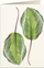 Kartolinë Tassotti 6016 Calathea B6, me zarf, letër 200g/m2, shumëngjyrëshe