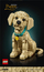 Set ndërtimi LEGO Icons Golden Retriever Puppy 11384, 2102 pjesë, bezhë