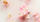 Freskues makine Rituals The Ritual of Sakura, 2x3g, lule qershie edhe qumësht orizi