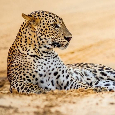 Kartolinë BBC Earth Leopard in Sand, katrore, me zarf, bezhë