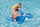 Delfin Notues Bestway, 1.57m x 94 cm, i kaltër