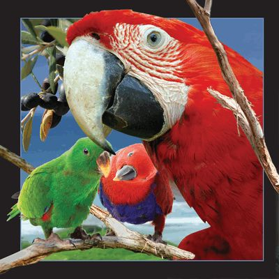 Magnet 3D dekorativ Parrot, efekt 4D, shumëngjyrësh