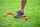 Тренинг пречки Pure2improve Medium Flexible Hurdle, сет 4 парчиња, црвена