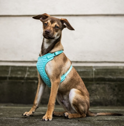 Shëtitore për qen Dingo Non-Pressure Harness M, neopren, jeshile mint