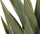 Bimë artificiale Yucca, 52cm, me vazo, jeshile