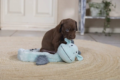 Lodër pelushi për qen Beeztees Puppy Flatino Dragon Yi, për këlyshë, shumë e butë