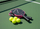 Set pickleball ZOODO P4 Gradient, fibër karboni, me topa dhe çantë, rozë gradient