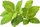 Билни капсули Click & Grow Lemon Balm, сет 3 парчиња, за паметна градина, зелени