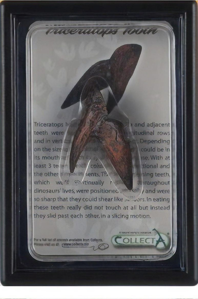 Figurinë Collecta Triceratops Tooth, dhëmb dinosauri, me paketim