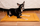 Dyshek për qen Velvet Mat, 100x70 cm, material velvet, mustard