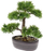 Bimë dekorative Emerald Cedar Bonsai, artificiale, 32 cm, jeshile