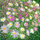 Kartolinë Susan Entwistle Asters, me zarf, shumëngjyrëshe