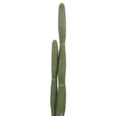 Bimë dekorative sintetike HM4745, kaktus me vazo, 144cm, jeshile