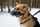 Maskë hekuri për qen PET NOVA MUZZLE METAL XL, përmasa XL, e zezë