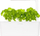 Pod për bimë Click and Grow borzilok, refill 3 copë, për kopshtin inteligjent