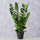 Bimë artificiale Boltze Home Zamioculcas, 76cm, në vazo, jeshile