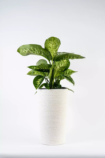 Vazo dekorative Adoni White Cotton, 28x47 cm, me insert plastik, e bardhë