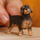 Figurinë lodër Schleich Farm World, qen Dachshund me qime të ashpra