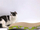 Post gërvishtës horizontal për mace Eko Catnip, karton i shtresuar, formë valë, jeshile