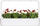 Kapsula bimore Click &amp; Grow Red Pansy, set me 3 copë, për Smart Garden, të kuqe