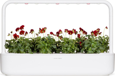 Kapsula bimore Click &amp; Grow Red Pansy, set me 3 copë, për Smart Garden, të kuqe