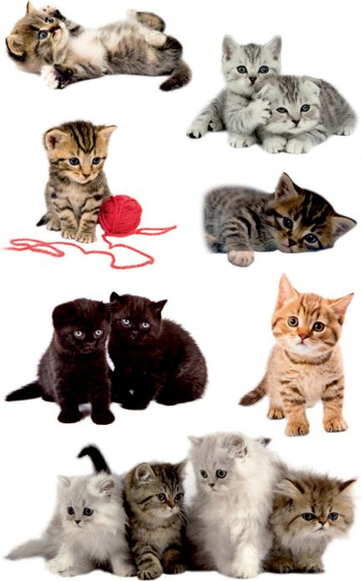 Stikera letre Z-Design Cats, 10 copë, 3 fletë 76x120mm, me ngjyra të ndryshme