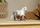 Figurinë lodër Schleich Percheron Mare, plastike, 15 cm, e bardhë gri