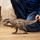 Lodër dinosauri Schleich Dinosaurs Carcharodontosaurus 15048, nofull që lëviz, shumë realist