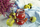 Set kavanozash Weck Deco, 560 ml, 6 copë, i tejdukshëm