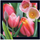 Magnet dekor Tulip, 3D, shumëngjyrësh