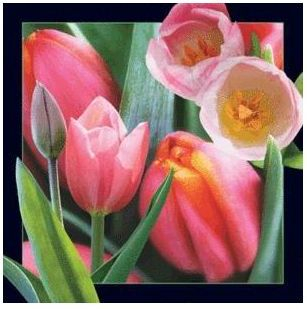 Magnet dekor Tulip, 3D, shumëngjyrësh