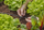 Bashkues katër-krahësh për gyp Gardena Micro Drip, 4.6mm, set 10 copë