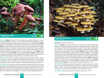 Libër xhepi SBM Pocket Atlas of Mushrooms, 180 specie, polonisht