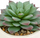 Dekor bimë artificiale NILS Mix Succulents, 12 cm, vazo qeramike e bardhë
